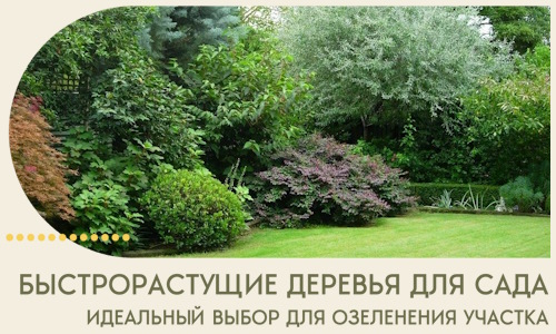 Быстрорастущие деревья для сада идеальный выбор в Алапаевске